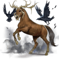 riding horse appaloosa chestnut leopard 