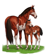 elevagechevaux