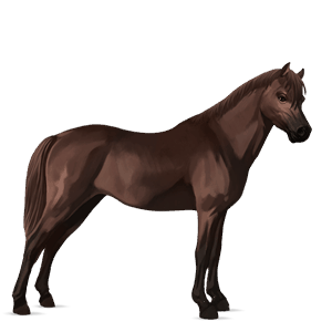 pony welsh liver chestnut