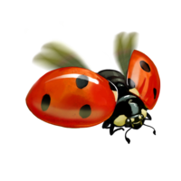 compagnon-coccinelle.png