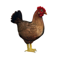 compagnon-poule.png