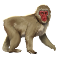 compagnon-singe-neige.png